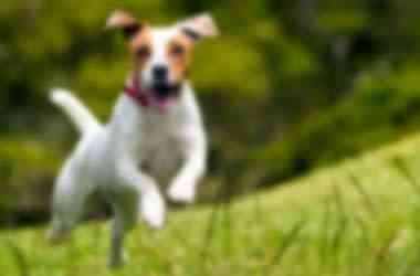 IA nos ayuda a mejorar la calidad de una imagen en la que se ve un perro corriendo